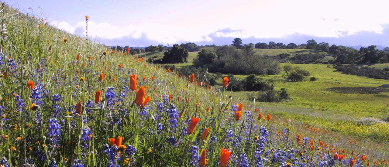 Hiking Information for PearsonArastradero Preserve (Palo Alto) POST