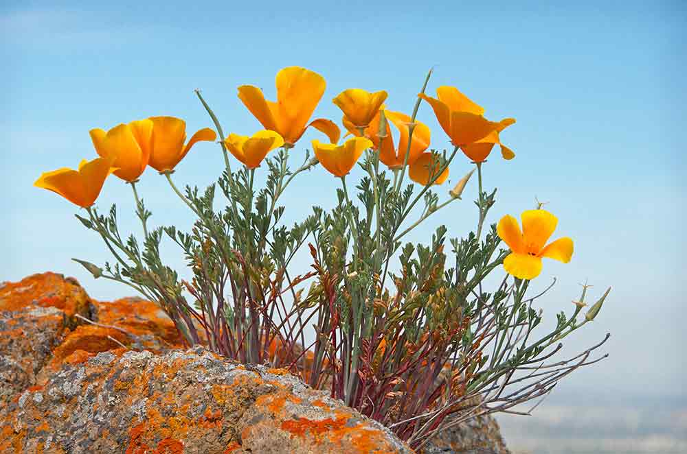 Bay Area Wildflowers Guide for Open Spaces POST