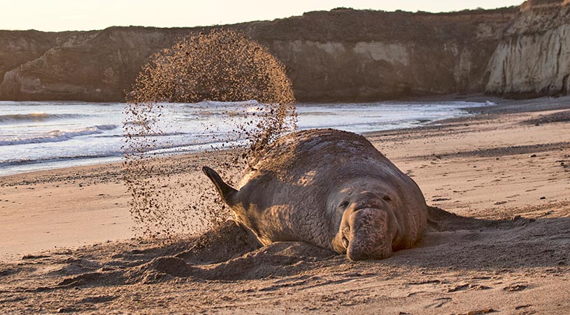 Back from the Brink of Extinction - Elephant Seals of Año Nuevo